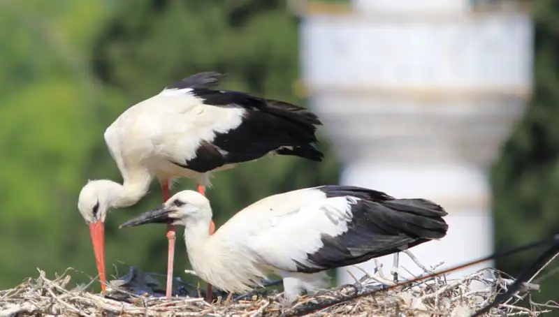 İki Gözle Görülüyor: Yaren Leyleği Kıskandıracak Leylek Köyü’nde 8 Kat Fazla Yuva Var!