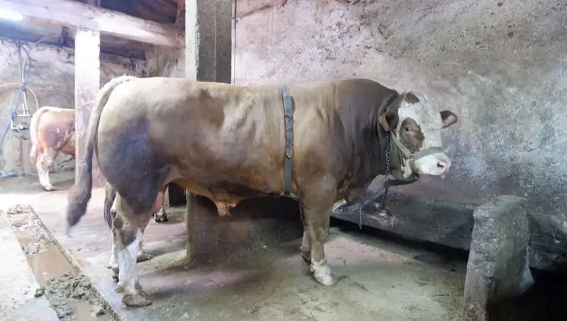 Dudak Uçuklatan Fiyat! 1 Ton 200 Kilo Değerli Eşya Alıcısını Buldu
