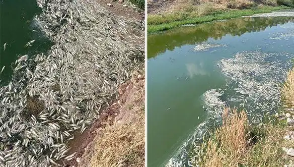 Karasu Çayı'nda Sır Perdesi Aralanıyor: Balık Ölümleri Neden Yaşanıyor?