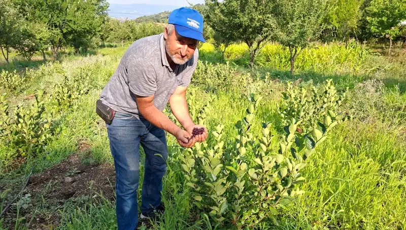 3 Yıl Sonra Elde Edilen İlk Meyveler: 200 Liralık Değerli Hasat