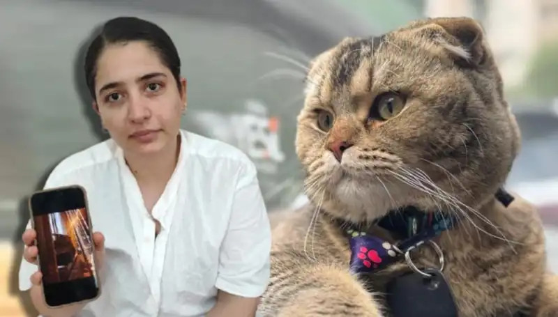 Evlilikte Son Karar Kediye Bağlı: Boşanma Tehlikesi Kapıda!