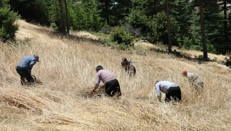 Teknolojinin Geri Kaldığı Tarım: Geleneksel Yöntemlerle Hasat Serüveni