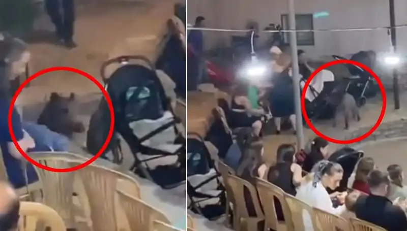 Düğün Törenine Gelen Yaban Domuzu Herkesi Korkuttu!