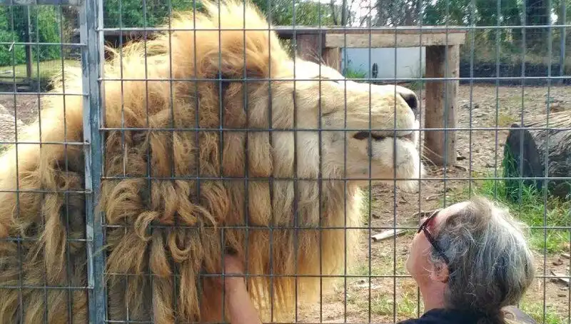 Avustralya'da Dehşet Anları: Aslan Kafesindeki Kadının Kolunu Isırdı