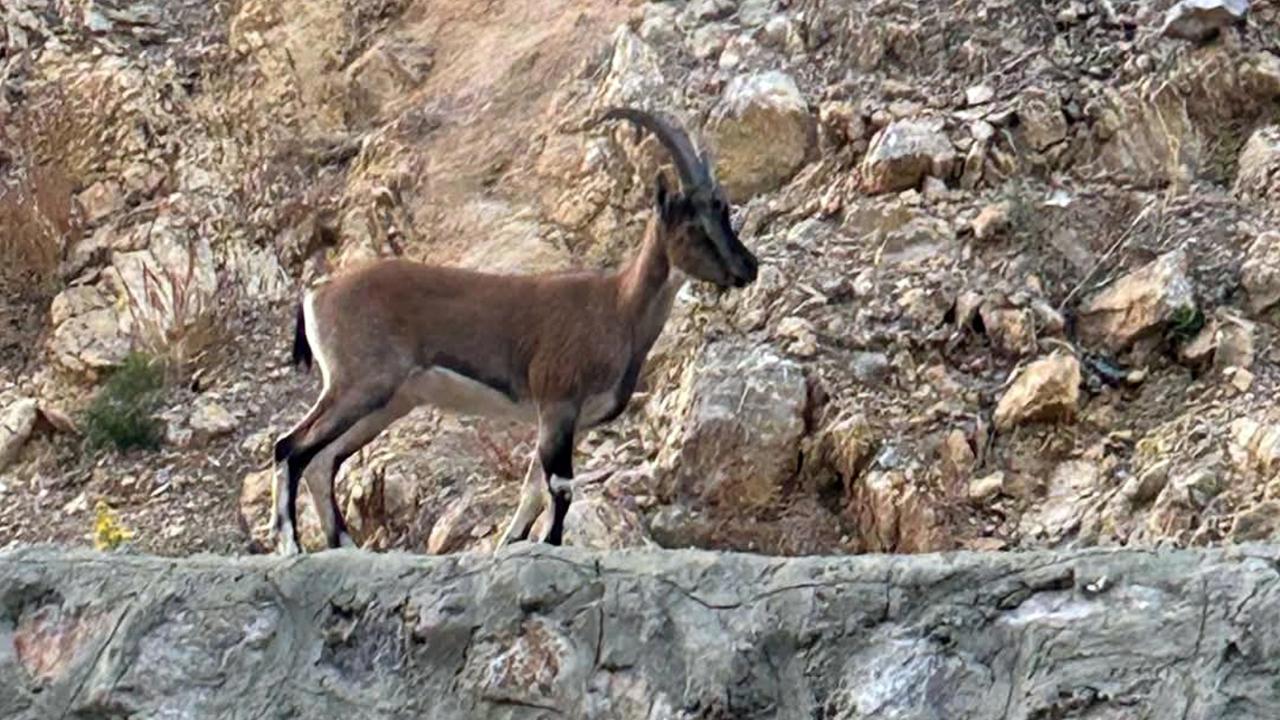 Yaban Keçisi Avlayan Kişiye Ağır Cezai İşlem