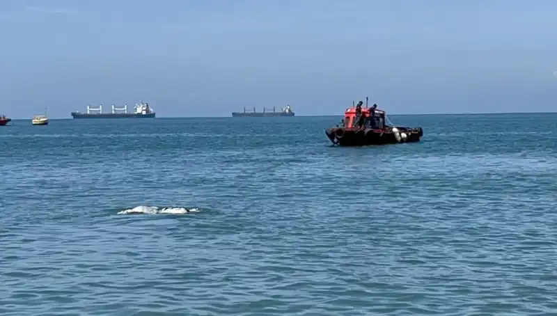 Denizdeki Angus Şaşkınlığı: Etin Yeni Yüzü Mü Geldi?