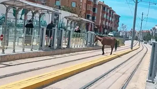 Eskişehir Tramvay Raylarında Baş Başına Gezen At Olayı Şaşkınlık Yarattı