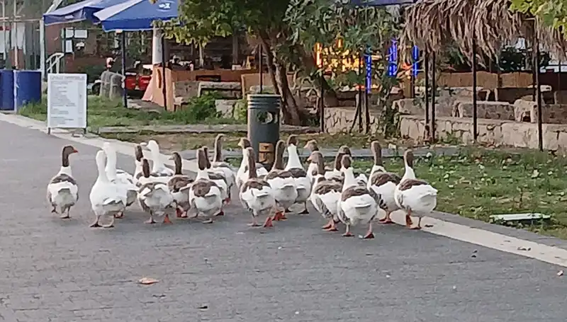 Denizde Yüzme Keyfi, Kümesteki Korkunç Son: Kazların Trajik Hikayesi