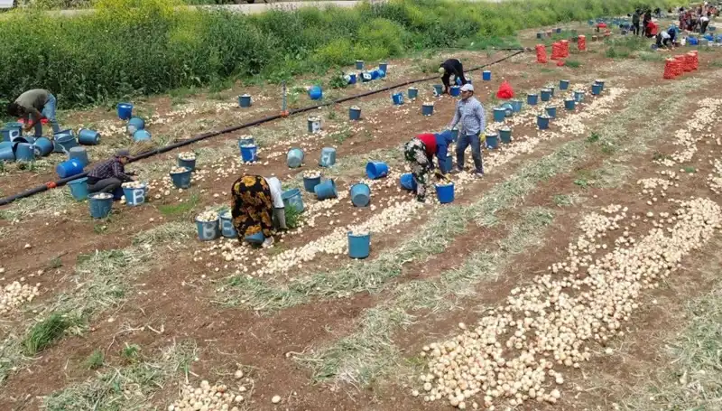 Soğan Hasadı Başladı: Fiyatlar Düşüşe Geçti, Pazar Raftlarında Değişim Var!