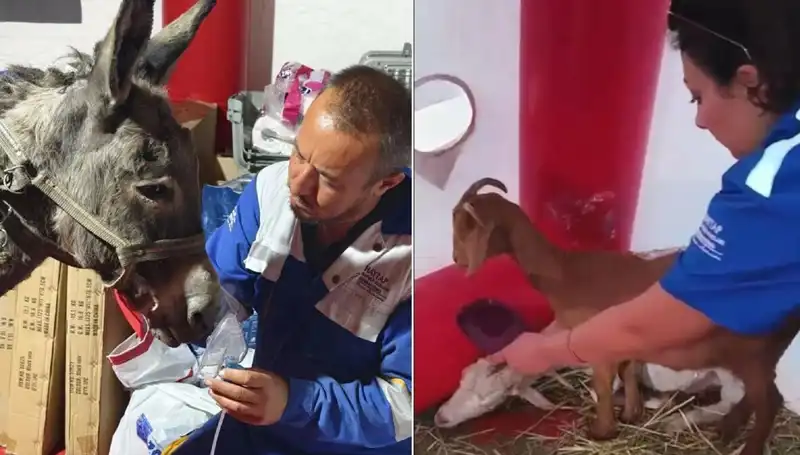 Yangın Sonrası Eşeği Hayata Döndüren Oksijen Maskesi Uygulaması