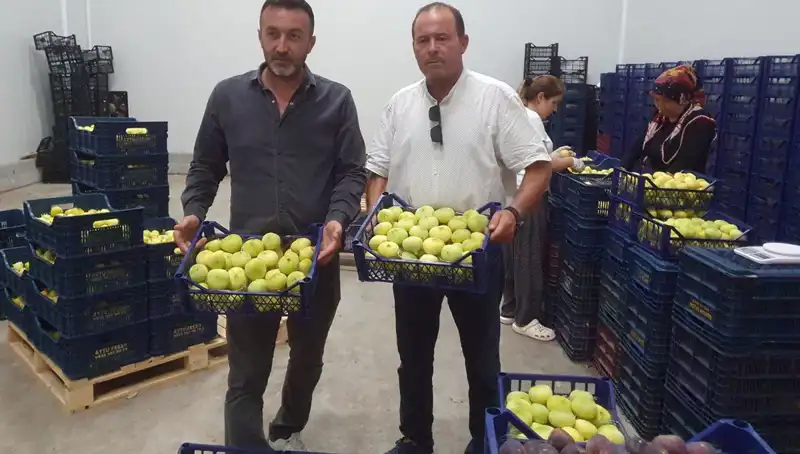 Mersinli Çiftçinin Yüzü Güldü: Tanesi 20 TL’den İhraç Ediliyor