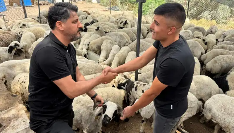 Kurbanlık Alırken Dikkat! Tuz ve Sumak İle Şişirilen Koyunlar