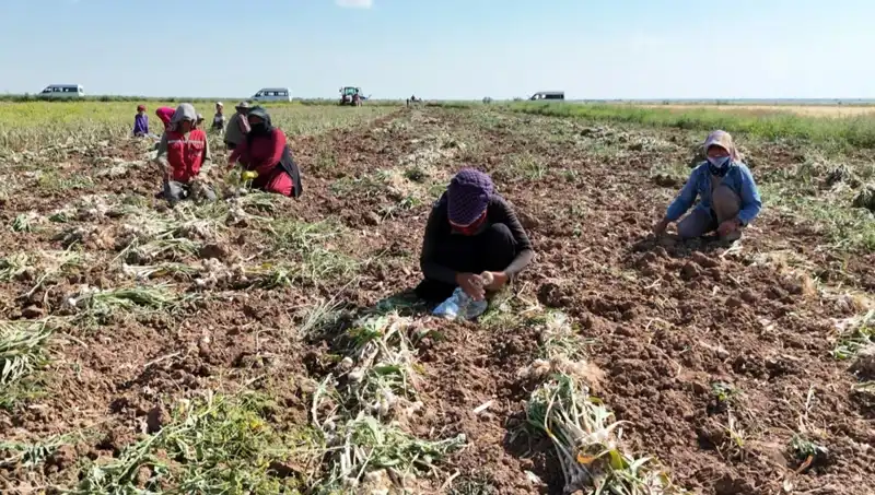 Rusya, Almanya ve İspanya'nın Ortak Antibiyotik Hasadı: Neler Oluyor?
