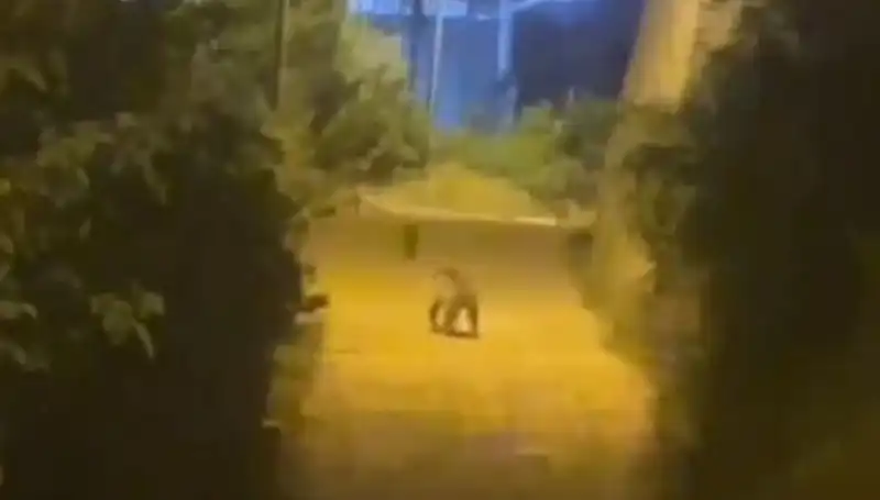 Gümüşhane Merkezinde Ayı Görüntüsü, Şehirde Panik Yaşandı