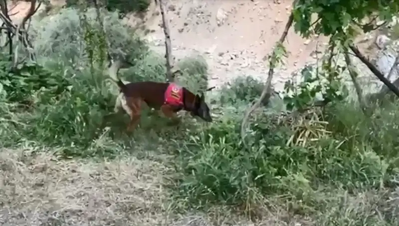 Dere Kenarındaki Gizli Esrar, Dedektör Köpeğin Mükemmel Refleksiyle Ortaya Çıktı
