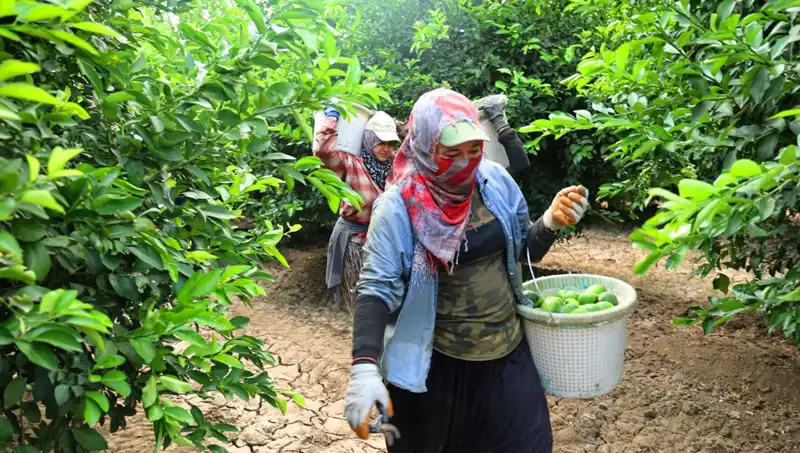 Markette Kilosu 150 Lirayı Aştı: Fiyatlar Düşecek Mi?