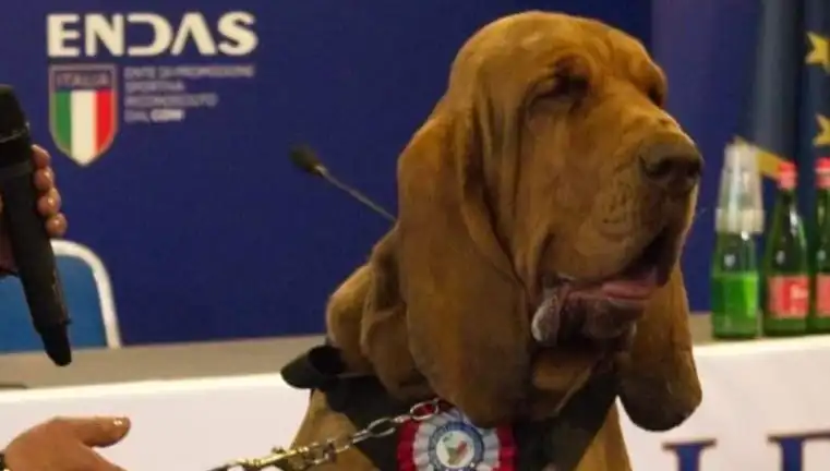 Arama Köpeğine Çivili Sosisle Suikast: Hayvan Hakları İhlali mi?